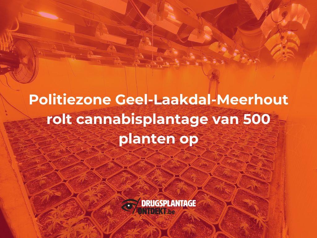 Geel - Politiezone Geel-Laakdal-Meerhout rolt cannabisplantage van 500 planten op